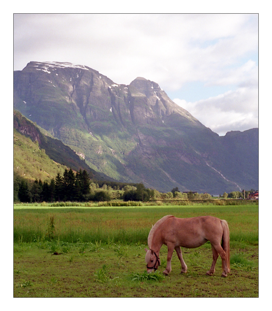 ...wo das Fjordpferd zu Hause ist