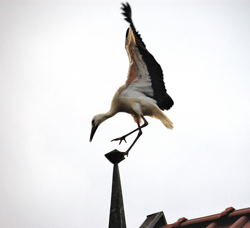 wo das Nest doch nur ein paar Meter weit weg ist