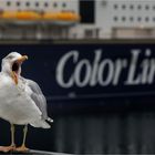 "Wo  de geelen Blöme bleuhn int gröne Land, ...