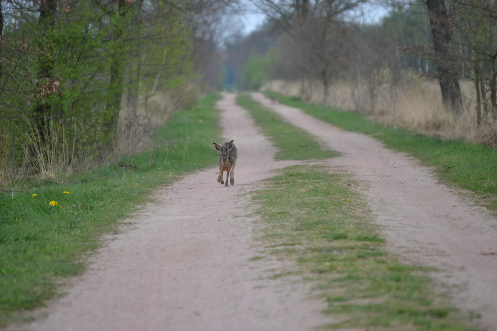 Wo der Hase lang läuft