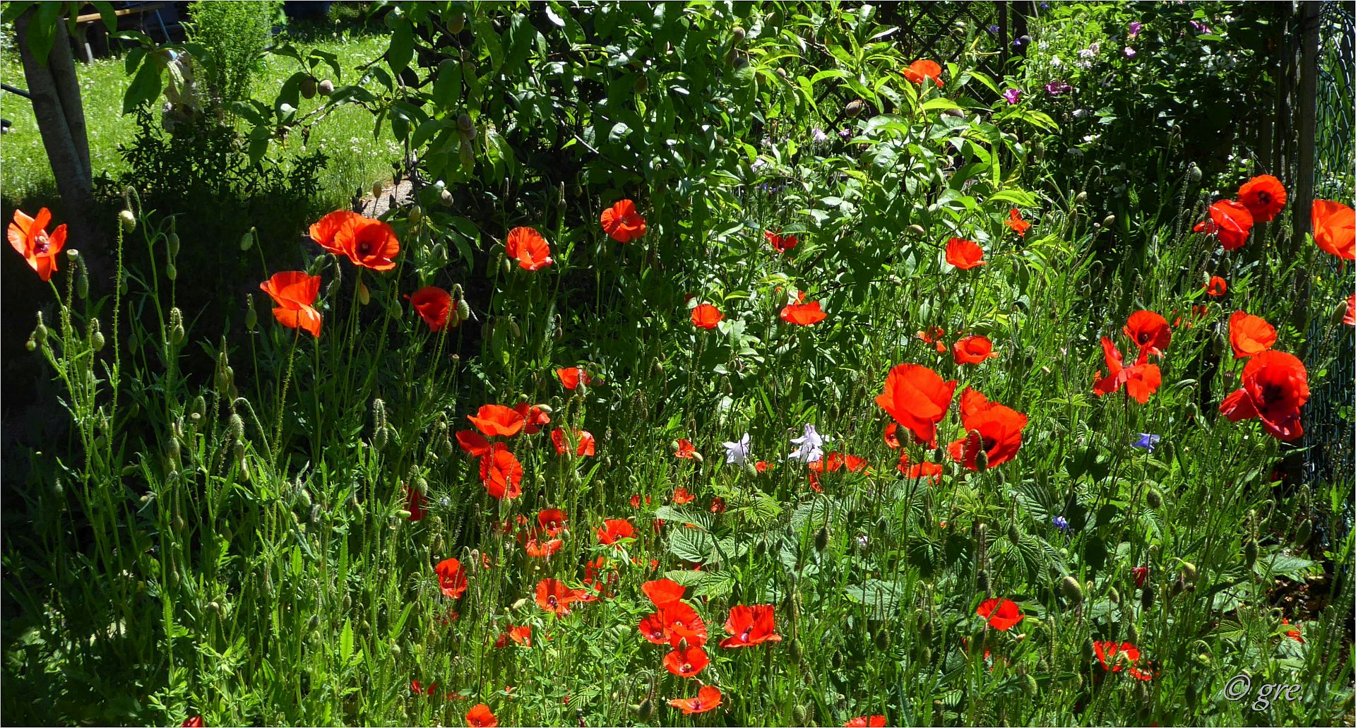 Wo der Mohn blüht