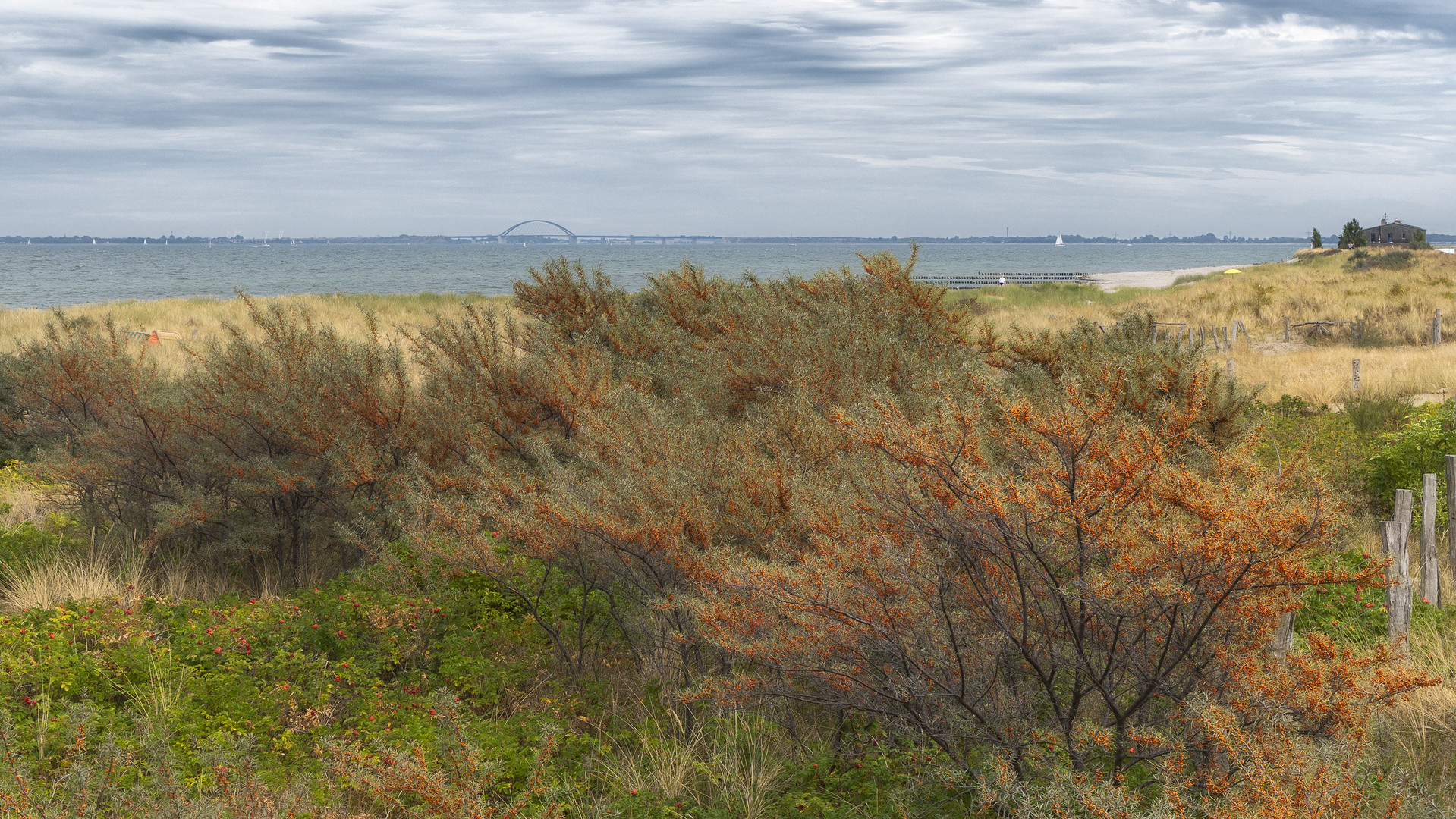 Wo der Sanddorn wächst Foto & Bild deutschland, europe, schleswig