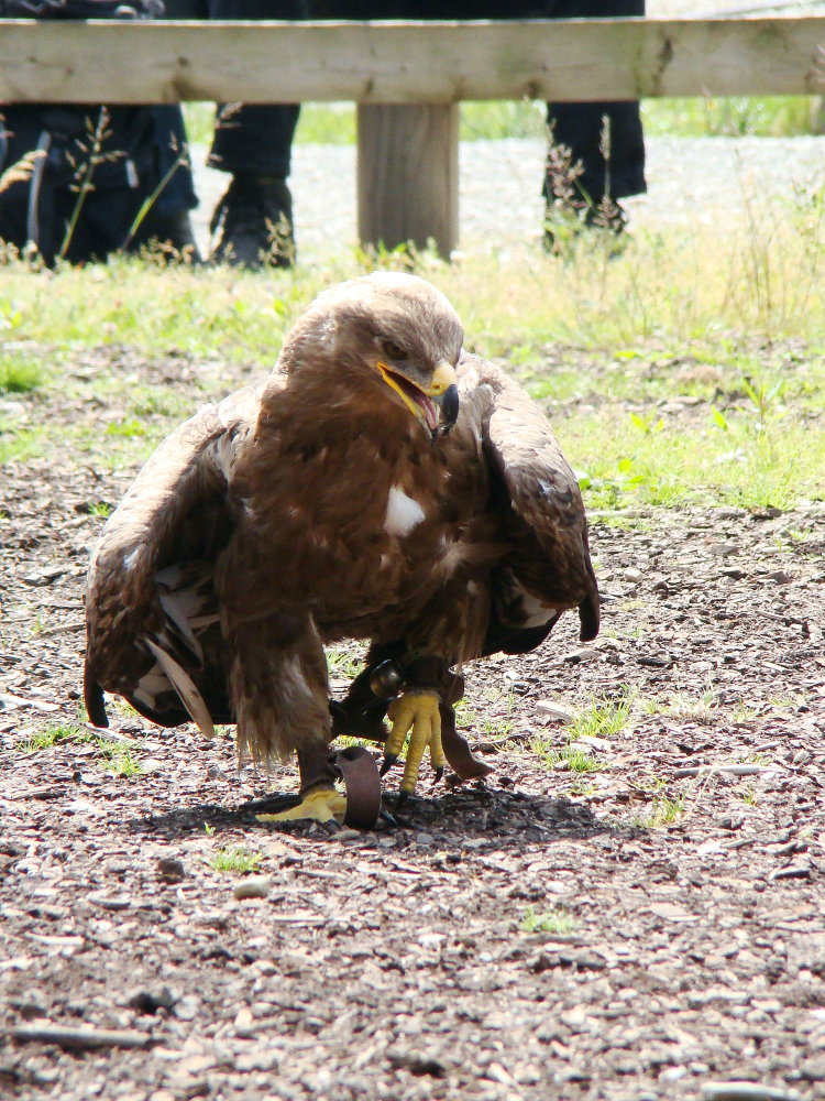 Wo der Steppenadler zu Fuß hingeht...