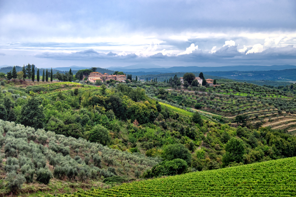 wo der Wein neben den Oliven wächst