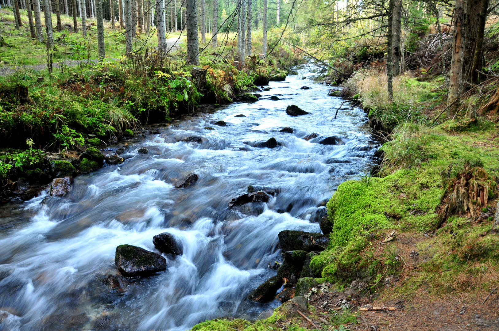 Wo der Wildbach rauscht