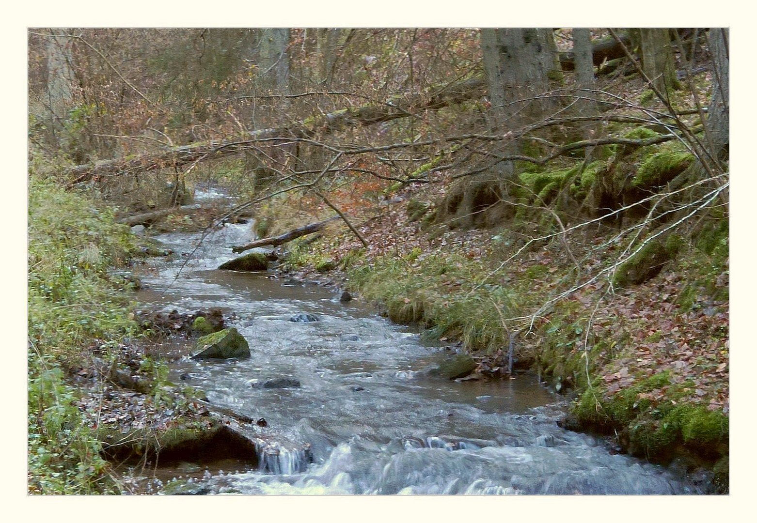 Wo der Wildbach rauscht