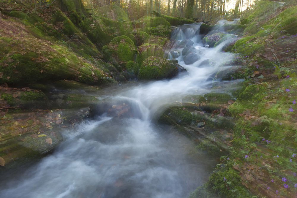 Wo der Wildbach rauscht