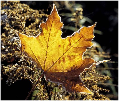 wo der Wind hin weht