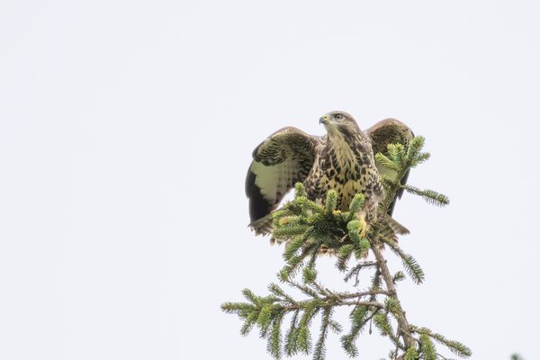 wo der wohl hinschaut