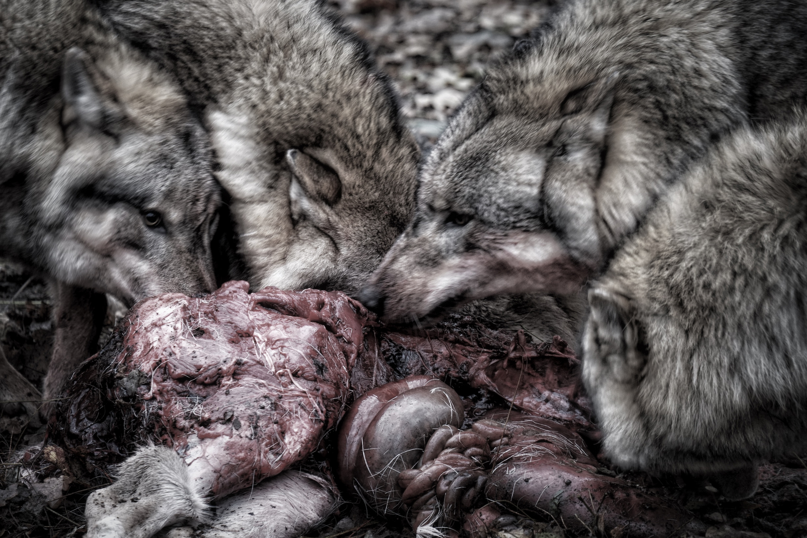 Wo der Wolf bekommt, da der Wolf frißt