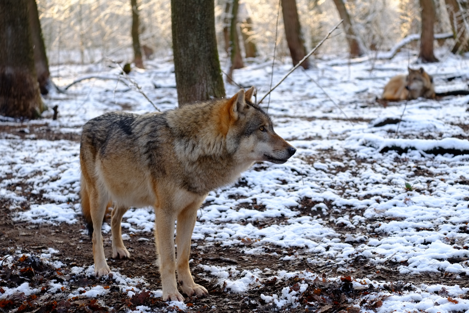 Wo der Wolf lebt, wächst der Wald.