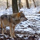 Wo der Wolf lebt, wächst der Wald.