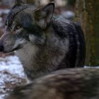 Wo der Wolf lebt, wächst der Wald.