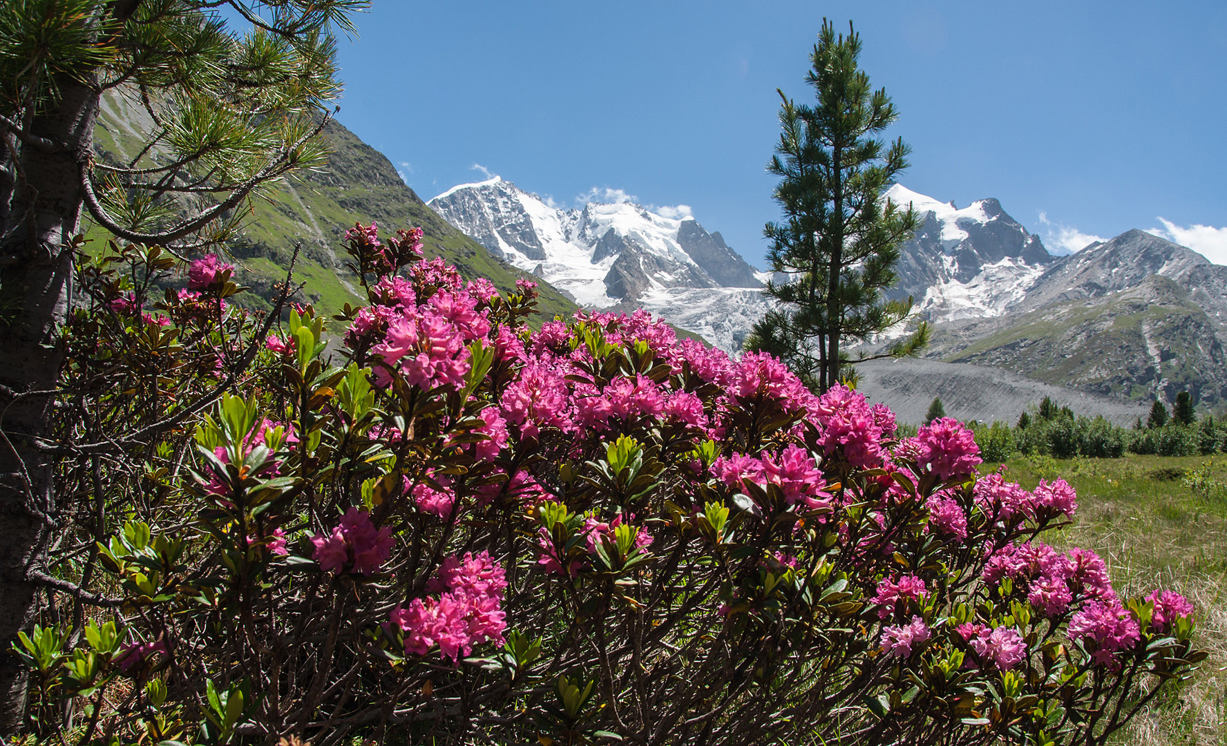 Wo die Alpenrosen blüh'n...