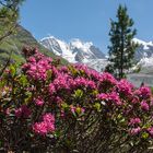 Wo die Alpenrosen blüh'n...