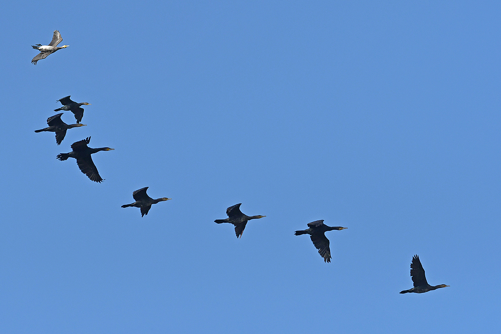 Wo die Kormorane auf dem Rücken fliegen