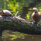 "Wo die Liebe hinfällt" - sagt mir doch mal euren Titel dazu