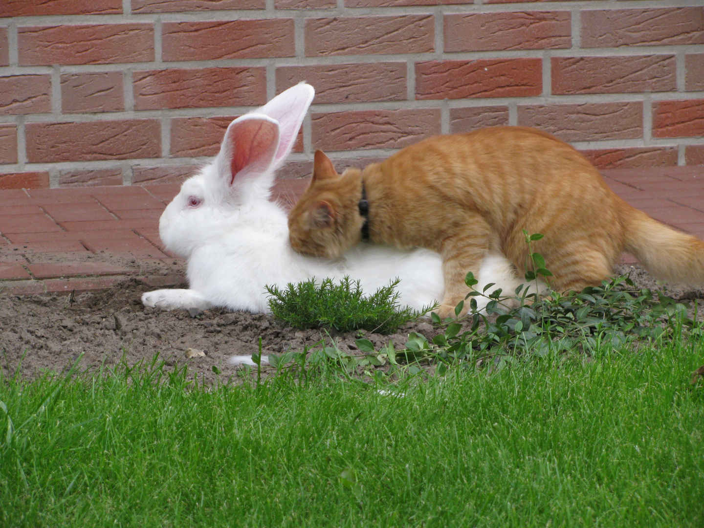 Wo die Liebe hinfällt ( unser Kater und Hase ) Foto & Bild tiere, haustiere, katzen Bilder auf