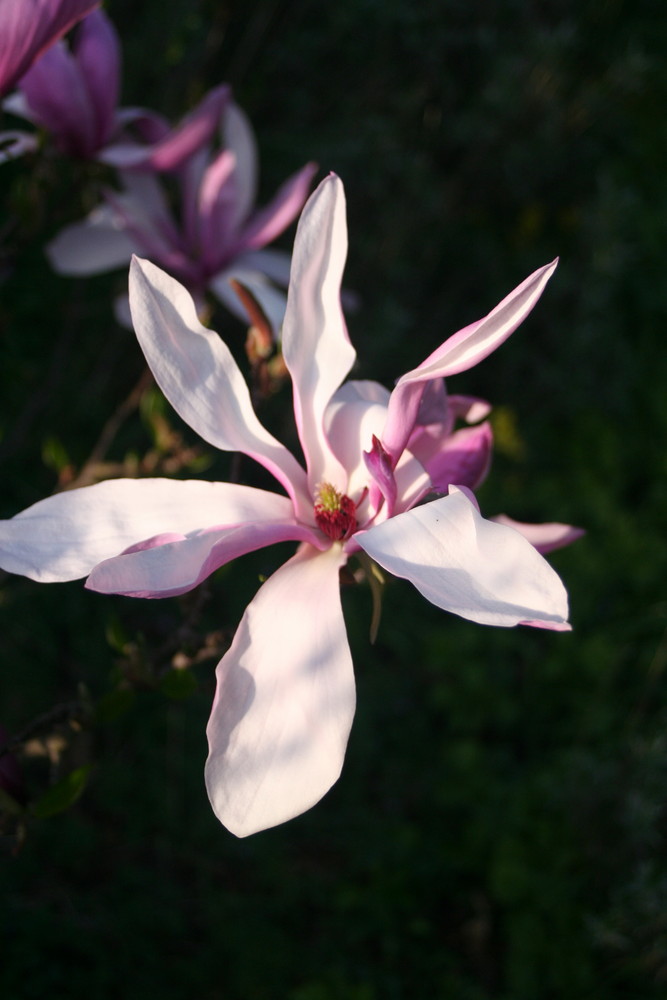 Wo die Magnolien blühen...