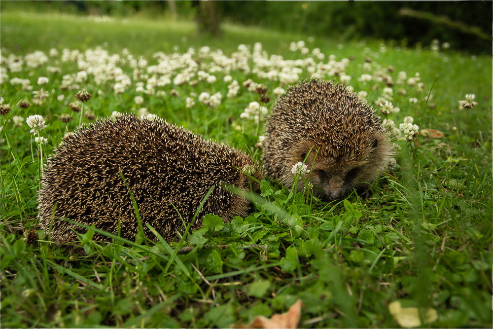 Wo die Natur noch in Ordnung ist,...