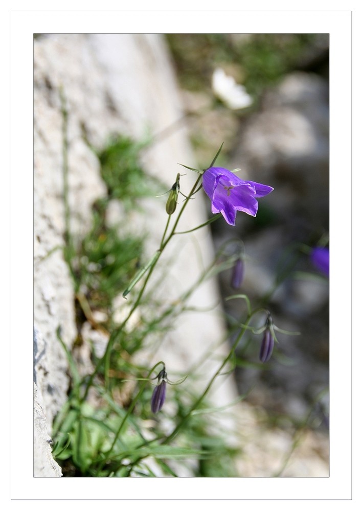 Wo die Natur sich niederlässt