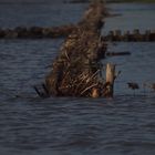 Wo die Nordsee das Land küsst... ist dieser Kuss diese Berührung Rau... Hart...Wahrheit!