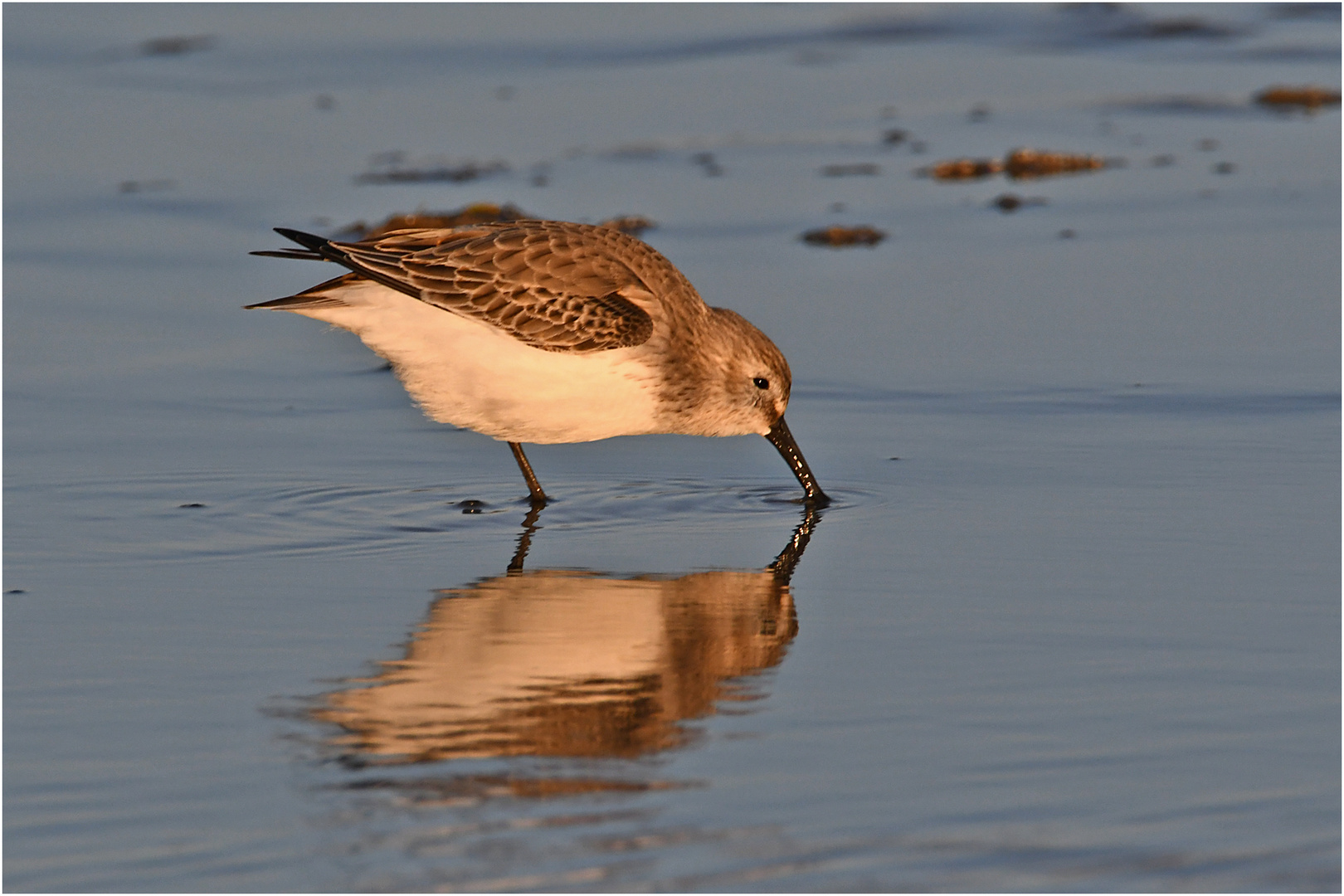 "Wo die Nordseewellen . . ." (1) - Alpenstrandläufer (Calidris alpina) . . .