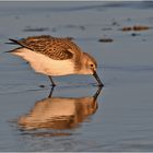 "Wo die Nordseewellen . . ." (1) - Alpenstrandläufer (Calidris alpina) . . .