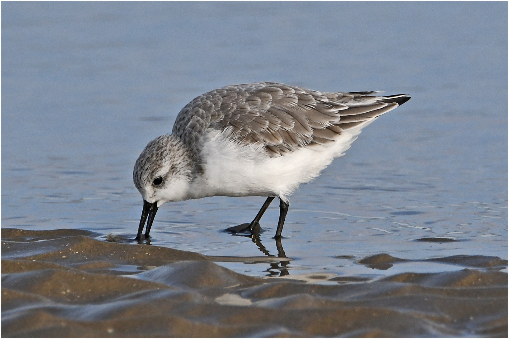 "Wo die Nordseewellen . . ." (10) - die Sanderlinge (Calidris alba)  . . . 