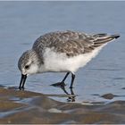 "Wo die Nordseewellen . . ." (10) - die Sanderlinge (Calidris alba)  . . . 