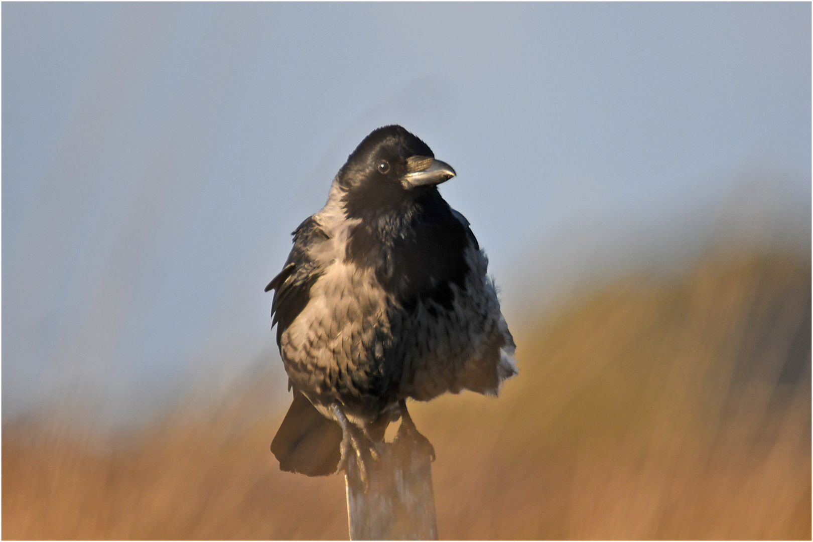 "Wo die Nordseewellen . . ." (11) - die Nebelkrähen  (Corvus corone) . . .