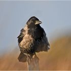 "Wo die Nordseewellen . . ." (11) - die Nebelkrähen  (Corvus corone) . . .