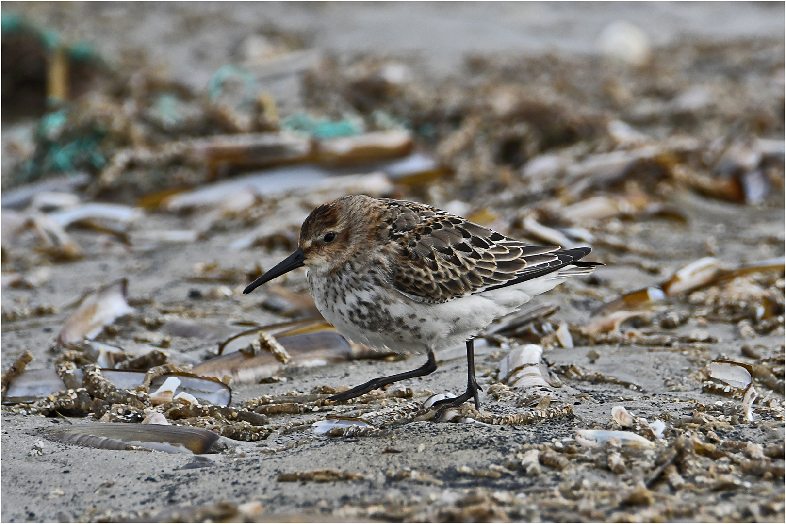 "Wo die Nordseewellen . . ." (12) - Der Knutt (Calidris canutus) . . .