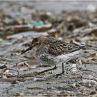 "Wo die Nordseewellen . . ." (12) - Der Knutt (Calidris canutus) . . .