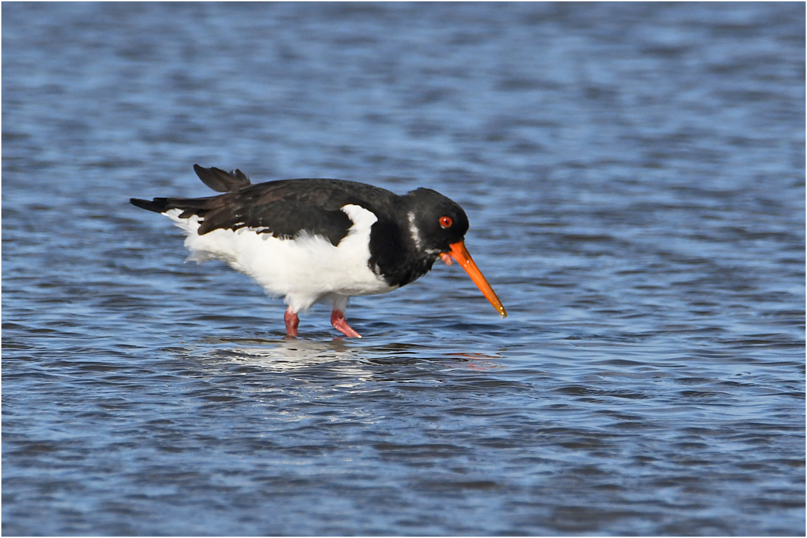 "Wo die Nordseewellen . . ." (13) - Der Austernfischer . . .