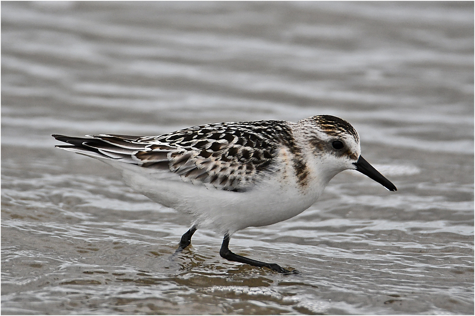 "Wo die Nordseewellen . . ." (13) - Der Sanderling (Calidris alba) . . .