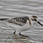 "Wo die Nordseewellen . . ." (13) - Der Sanderling (Calidris alba) . . .