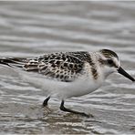 "Wo die Nordseewellen . . ." (13) - Der Sanderling (Calidris alba) . . .