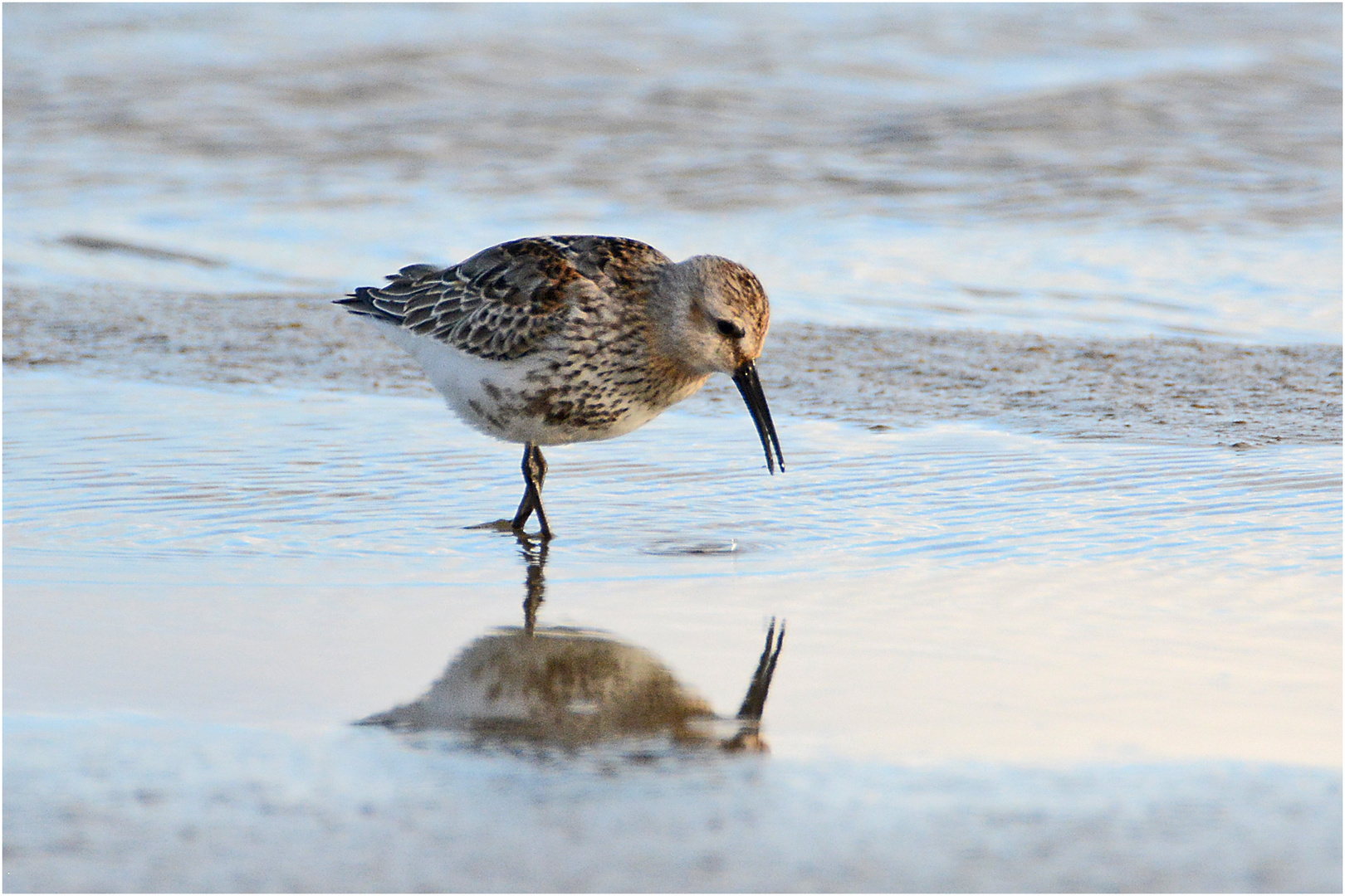 "Wo die Nordseewellen . . ." (16) - Die Alpenstrandläufer (Calidris alpina) . . .