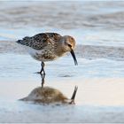 "Wo die Nordseewellen . . ." (16) - Die Alpenstrandläufer (Calidris alpina) . . .