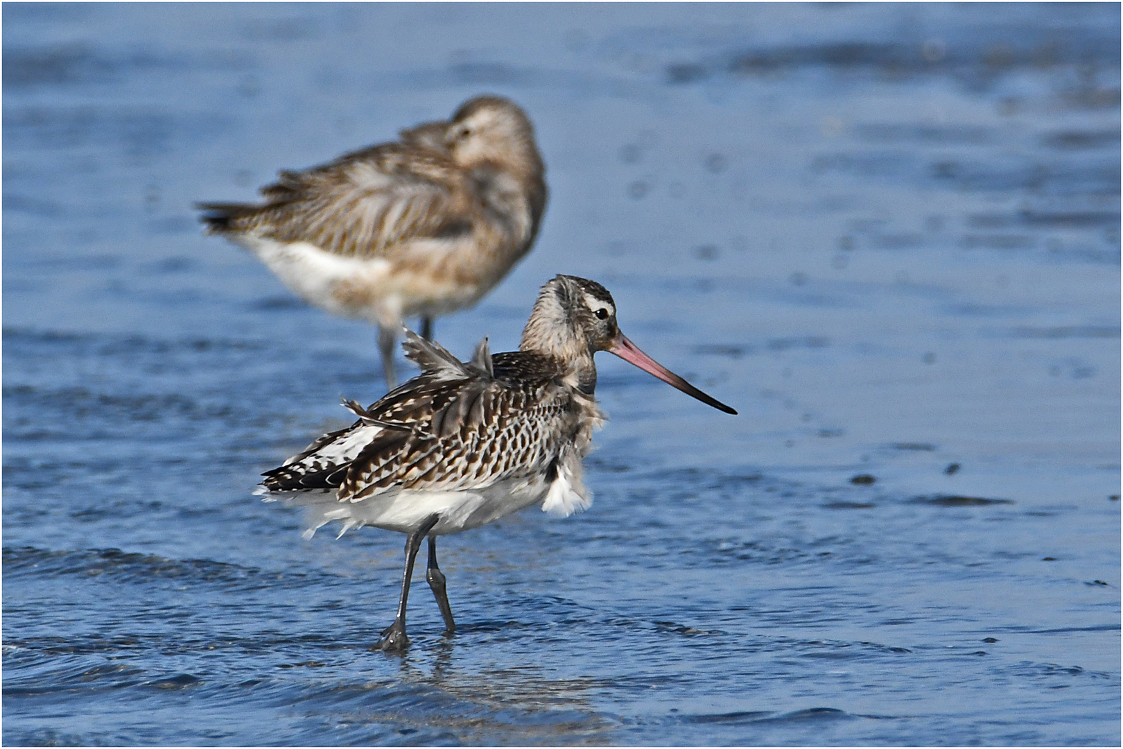  "Wo die Nordseewellen . . ." (17) - Die Grünschenkel (Tringa nebularia) . . .