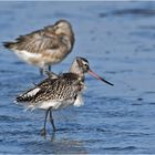  "Wo die Nordseewellen . . ." (17) - Die Grünschenkel (Tringa nebularia) . . .