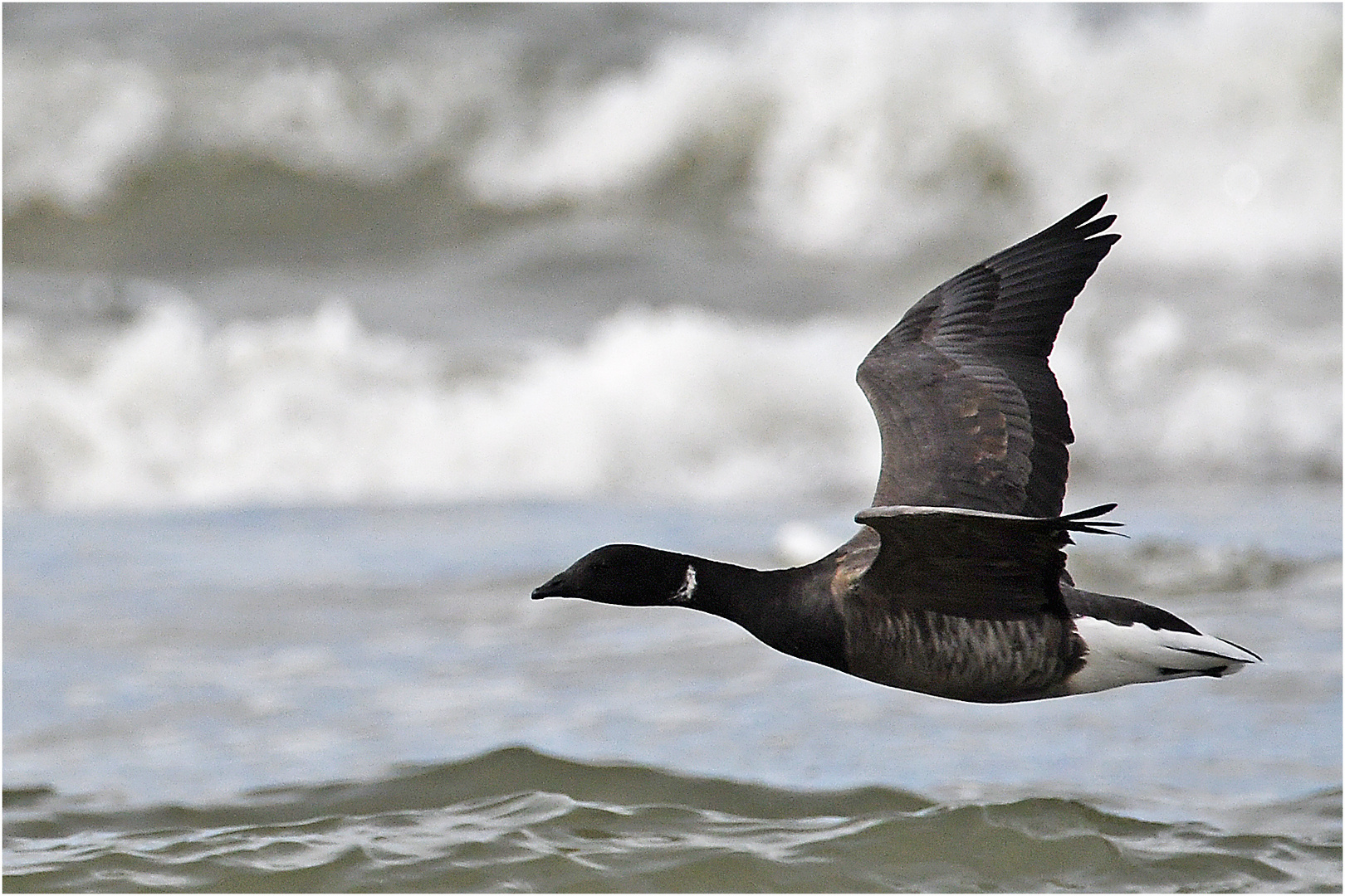 "Wo die Nordseewellen . . ." (17) - Eine einzelne Ringelgans (Branta bernicla) . . .