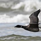 "Wo die Nordseewellen . . ." (17) - Eine einzelne Ringelgans (Branta bernicla) . . .