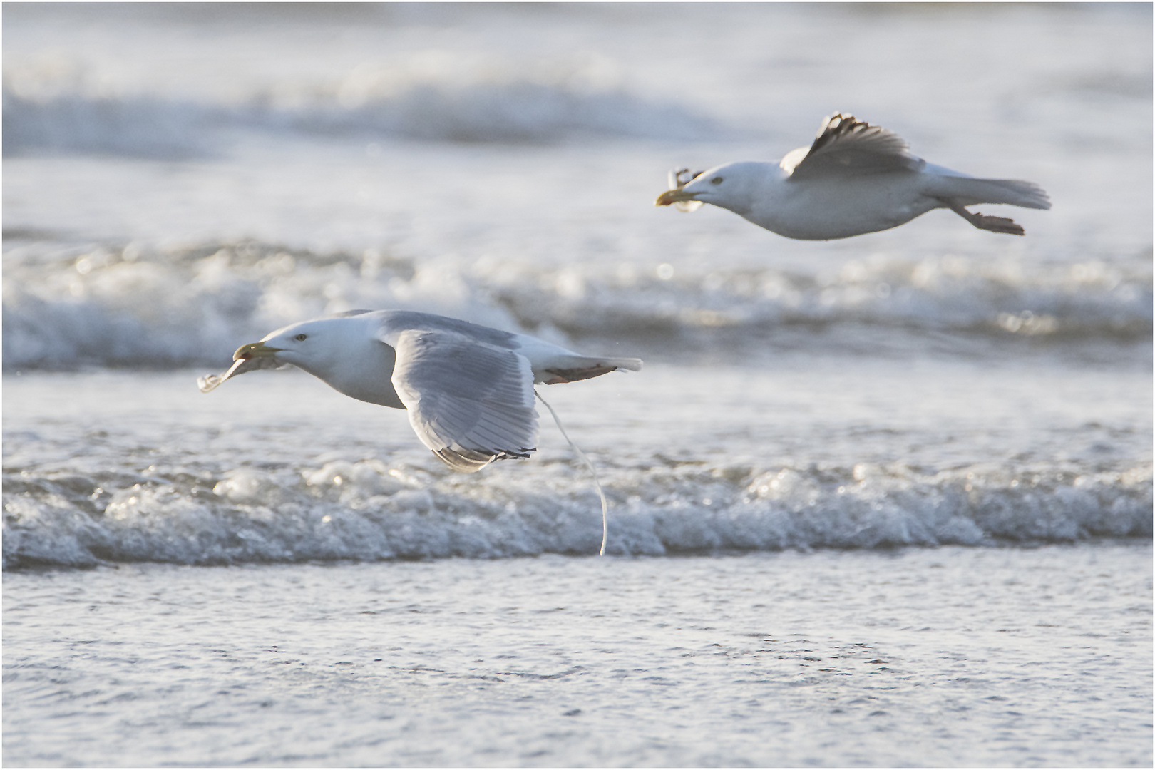 "Wo die Nordseewellen . . ." (17) - Verfolgungsjagd der Möwen . . .