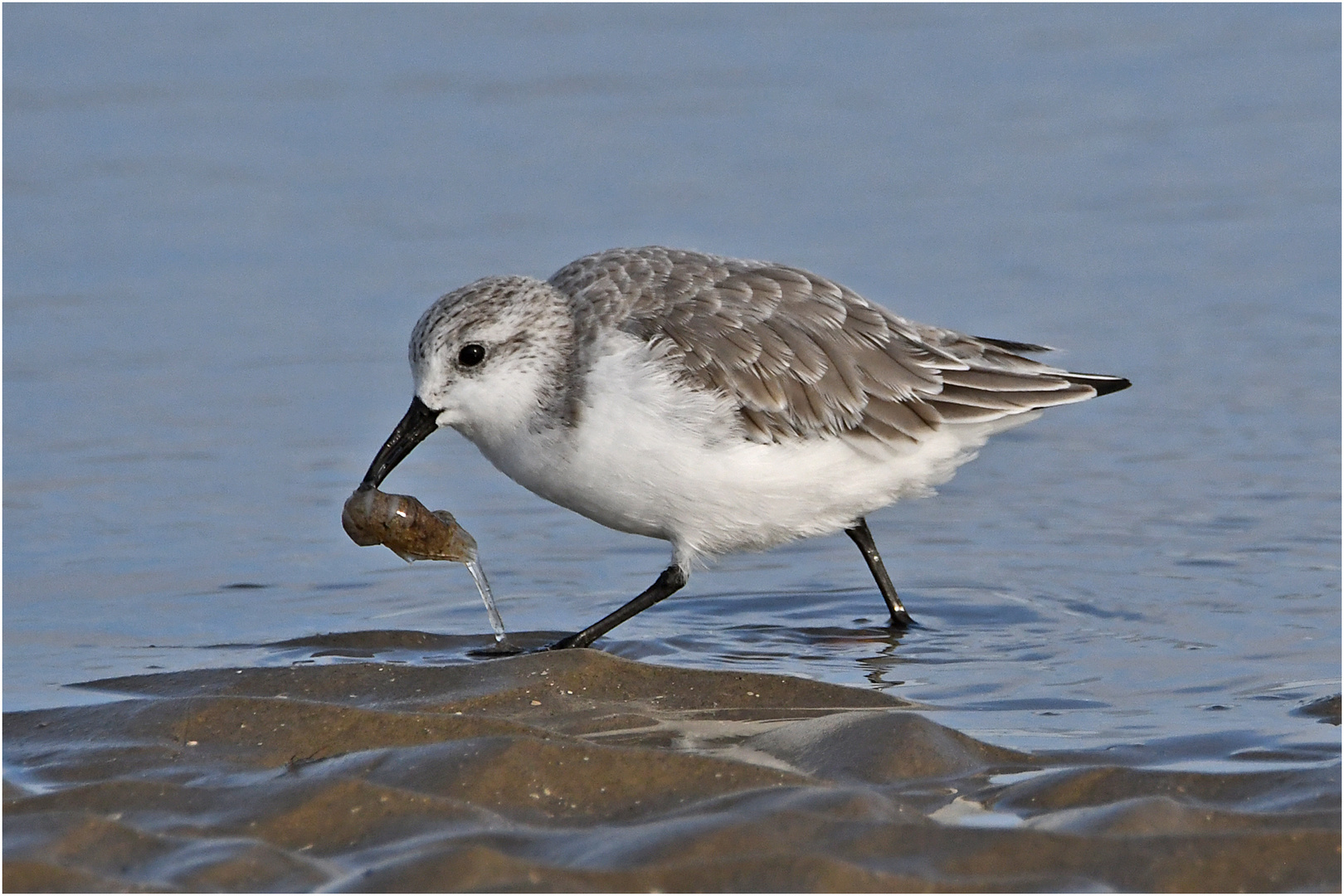 "Wo die Nordseewellen . . ." (18) - Der Sanderling (Calidris alba) . . . 