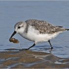 "Wo die Nordseewellen . . ." (18) - Der Sanderling (Calidris alba) . . . 