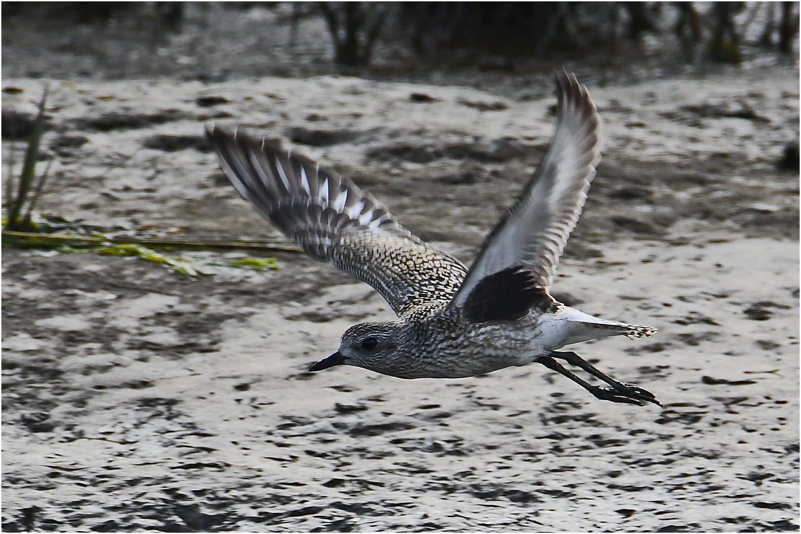 "Wo die Nordseewellen . . ." (19) - Den Kiebitzregenpfeiffer (Pluvialis squatarola) . . .