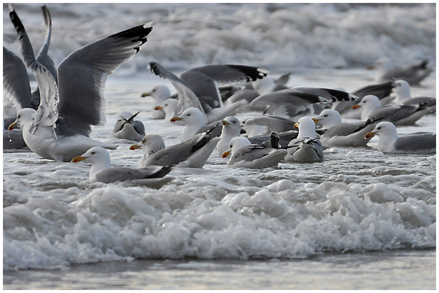 "Wo die Nordseewellen . . . !" (2)