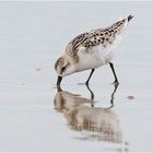 "Wo die Nordseewellen . . . (2) - Der Knutt (Calidris canutus) . . .